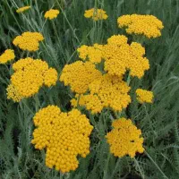 گل نیه فومه