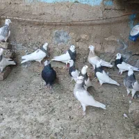 کبوتر طوقی و نامبر|پرنده|کنگاور, |دیوار