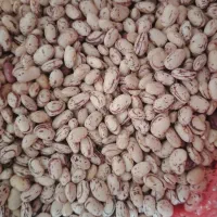 لوبیاچیتی زود رس