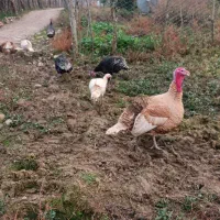 بوقلمون نر و ماده|حیوانات مزرعه|گلوگاه بابل (گلیا), |دیوار