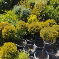 باغبانی، سم پاشی، هرس درختان، گلکاری