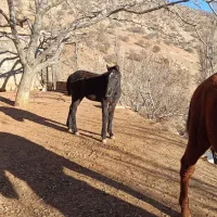 دو راس کره اسب