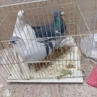 ساده .پولکی . سفید افغونی