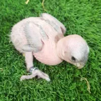 جوجه طوطی سرلاکی|پرنده|کرج, عظیمیه|دیوار