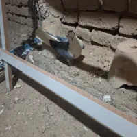 دوعدد ماده دمگیر|پرنده|خمینیشهر, |دیوار