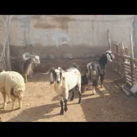 بره نر وماده گوسفند بز|حیوانات مزرعه|کرخه, |دیوار