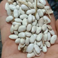 لوبیا درختی پایه بلند