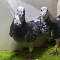 پلنگ سبز خوشگل|پرنده|عطاملک, |دیوار