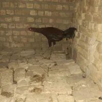 خروس لاری ۱ساله