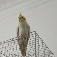 عروس هلندی سخنگو