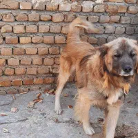 سگ نگهبان.|سگ|آزادشهر, |دیوار