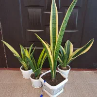 گل سانسوریا دیفن شفلرا قاشقی یوکا گلدان و غیره و