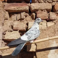 کفتر کبوتر|پرنده|آبگرم, |دیوار