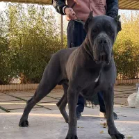 کنکورسو توله نر و ماده رنگ شامپاینیblac blue