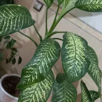 گل دیفن باخیا|گل و گیاه طبیعی|باروق, |دیوار