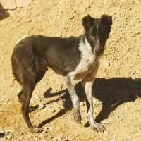 توله افغان پنج ماهه باهوش