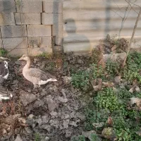 معاوظه غاز نمایی