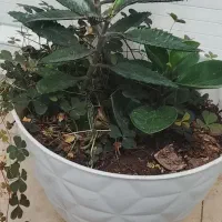 گل و قلمه