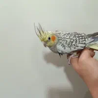 شیش عدد عروس هلندی مولد و جوجه|پرنده|ملایر, |دیوار