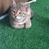 4 بچه گربه دو تا خواهر و دو برادر واگذار می شود