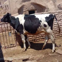 گاوشیری‌