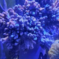 AB SHORسینولاریا آب شور و و  و|ماهی|تهران, جوادیه تهرانپارس|دیوار