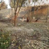 خروس لاری و محلی|حیوانات مزرعه|پیشوا, |دیوار