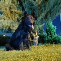 واگذاری رایگان|سگ|آباده, |دیوار