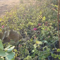 سلام نهالستان امبین بندر ماهشهر|خدمات باغبانی و درختکاری|بندر ماهشهر, |دیوار