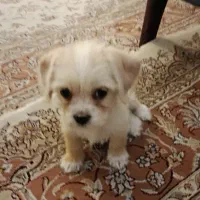 توله سگ شیتزو|سگ|تهران, هاشمی|دیوار