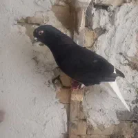 زاغ‌دمسفیدماده