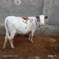 گاو 7 ماه آبستن سیمنتال