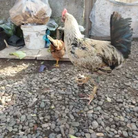 خروس نژاد دار|حیوانات مزرعه|کیاشهر, |دیوار