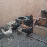 مرغ محلی و خروس لاری