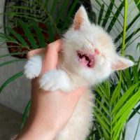 گربه پرشین سوپر فلت شیری