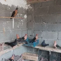 فروش کبوتر ارشینگل در شهر جم