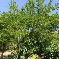 چند مورد خانه باغ اجاره سانیج ده بالا