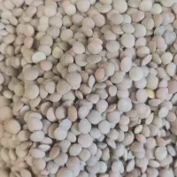 برنج کامفیروزی. زرشک|خوردنی و آشامیدنی|شیراز, شهرک گلها|دیوار