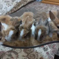 فروش چن عدد بچه خرگوش وپدرمادر|موش و خرگوش|شاهرود, |دیوار