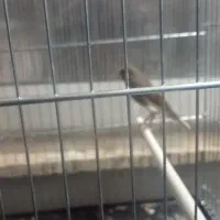 قناری قرمز ماده، طوسی ماده ، سیاه سفید نر مست|پرنده|اردبیل, |دیوار