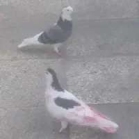 کبوتر ،هر دو ماده،