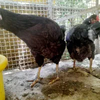 سه عدد مرغ تخمگذار مشکی
