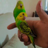 دو جفت  مرغ عشق