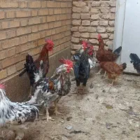 خروس