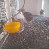 بلدرچین بالغ