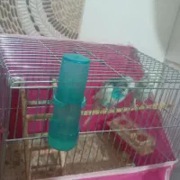 یک جفت مرغ عشق مولد واقعی همراه  قفس و وسیله کامل