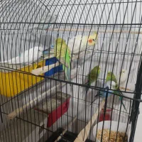 مرغ عشق فنچ عروس هلندی