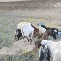 بزغاله