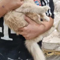 بچه گربه بیریتیش