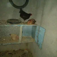 مرغ تخم گذار محلی